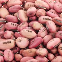 Opk Großhandel Direkt Vertrieb Magic Bean Samen Mini Pflanzen Segen Liebe Akazien Bohnen Großhandel main image 2