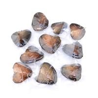 European And American Live Mussel One Mussel One Bead Freshwater Pearl Diy Mussel Small Anodonta Vacuum Packaging Small Mussel Non-porous Pearl Accessories main image 4