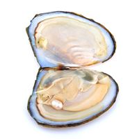 European And American Live Mussel One Mussel One Bead Freshwater Pearl Diy Mussel Small Anodonta Vacuum Packaging Small Mussel Non-porous Pearl Accessories main image 5