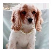 Europäischer Und Amerikanischer Süßer Teddy Pago Fighting Dog Pearl Halsband Ins Stil Mode Haustier Halsband Zubehör 22740 main image 1