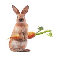 Fashion Cute Rabbit Carrot Room Porch Wall Stickers main image 6