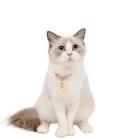 Einfaches Gänseblümchen Verstellbares Haustierhalsband Für Katzen, Hunde, Kaninchen, Entwurmungshalsband main image 6