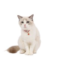 Simple Adjustable Pet Flower Hollow Bell Cat Dog Collar Pet Accessories main image 3