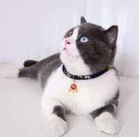 Collar Ajustable Con Campana Para Mascotas, Collar Para Perros Y Gatos De Estilo Chino Bronceador main image 3