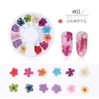 Nail Dried Starry Sun Flower Daffodils Five-petal 12 Colors 24 Boxes sku image 2