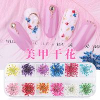 Nail Dried Starry Sun Flower Daffodils Five-petal 12 Colors 24 Boxes main image 1