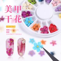 Nail Dried Starry Sun Flower Daffodils Five-petal 12 Colors 24 Boxes main image 3