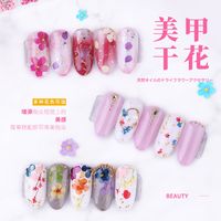 Nail Dried Starry Sun Flower Daffodils Five-petal 12 Colors 24 Boxes main image 4