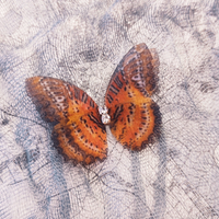 Cute Butterfly Chiffon Printing Hair Clip sku image 1