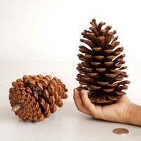 Christmas Pine Cones Wood Party Decorative Props main image 4