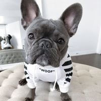 Fashion Polyester Letter Stripe Pet Clothing 1 Piece main image 4