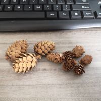 Christmas Pine Cones Wood Party Decorative Props sku image 15