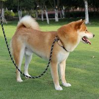 Simple Style Nylon Solid Color Leash main image 1