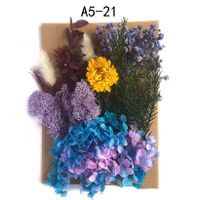Tuanjian Yongsheng Dried Flower Diy Material Package Painting With Photo Frame Circular Fan Greeting Card Handmade Bouquet Real Flower Epoxy Embossing Bag sku image 20