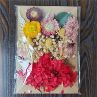 Tuanjian Yongsheng Dried Flower Diy Material Package Painting With Photo Frame Circular Fan Greeting Card Handmade Bouquet Real Flower Epoxy Embossing Bag sku image 29