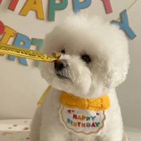 Ins Cute Happy Birthday Hat Bib Dog Cat Pet Bib Saliva Towel sku image 4