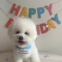 Ins Cute Happy Birthday Hat Bib Dog Cat Pet Bib Saliva Towel sku image 3