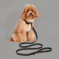 New Style Waterproof And Washable Dog Collar Leash main image 2