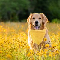 Estilo Británico Algodón Enrejado Bufanda Para Mascotas main image 5