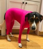 Lässig Polyester Einfarbig Kleidung Für Haustiere sku image 9