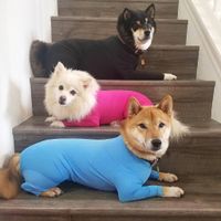 Casual Polyester Solid Color Pet Clothing main image 1