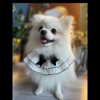 Sweet Cotton Polyester Bow Knot Pet Scarf sku image 1