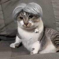 Casual Nylon Fiber Solid Color Pet Wig sku image 1