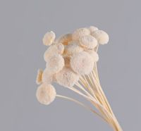 Simple Style Classic Style Solid Color Dried Flower Ornaments Artificial Flowers sku image 1