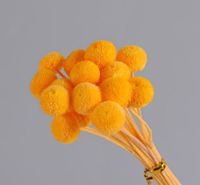 Simple Style Classic Style Solid Color Dried Flower Ornaments Artificial Flowers sku image 2