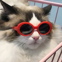 Cute Simple Style PC Sunglasses Pet Accessories main image 1