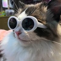 Süß Einfacher Stil PC Sonnenbrille Tierzubehör sku image 3
