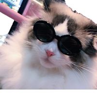 Cute Simple Style PC Sunglasses Pet Accessories main image 4