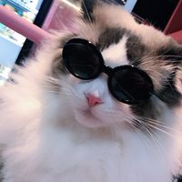 Cute Simple Style PC Sunglasses Pet Accessories sku image 1