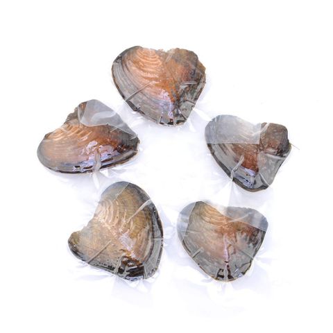 European And American Live Mussel One Mussel One Bead Freshwater Pearl Diy Mussel Small Anodonta Vacuum Packaging Small Mussel Non-porous Pearl Accessories