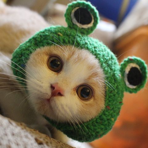 Cute Knit Frog Braid