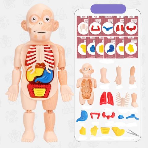 Doctor Toys Human Plastic Toys