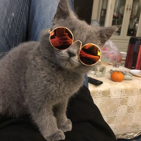 Cat Sunglasses Dog Sunglasses Teddy Eccentric Personality Headdress Pet Accessories