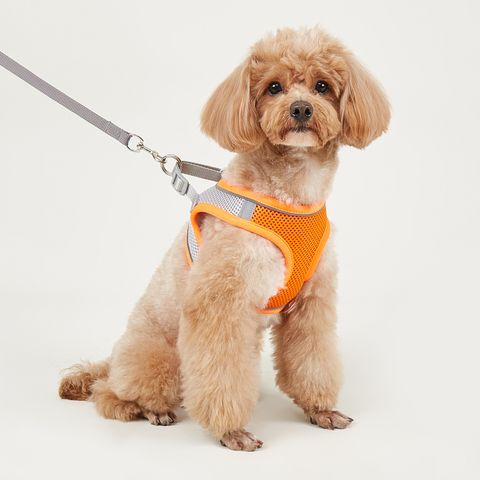 Simple Style Polyester Color Block Leash