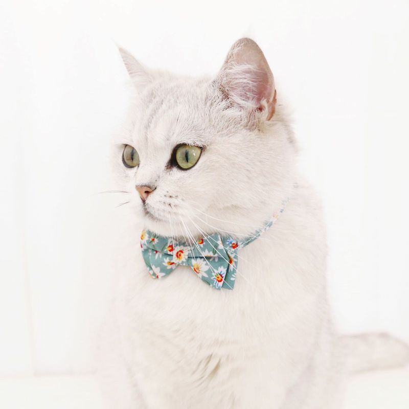 Mascota Arco Margarita Sol Flor Campana Ajustable Gato Perro Collar Collar