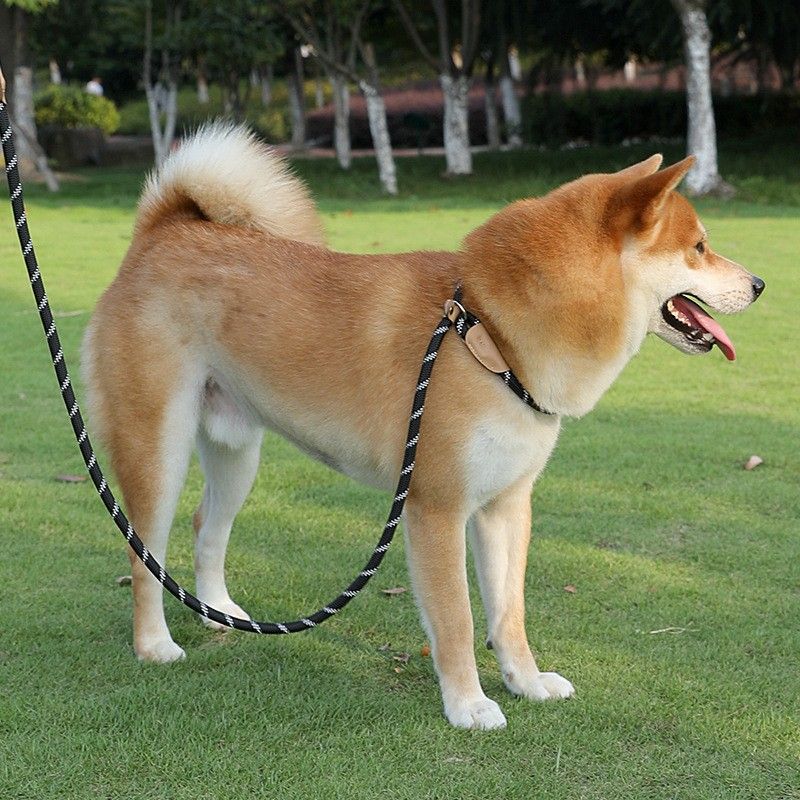 Simple Style Nylon Solid Color Leash