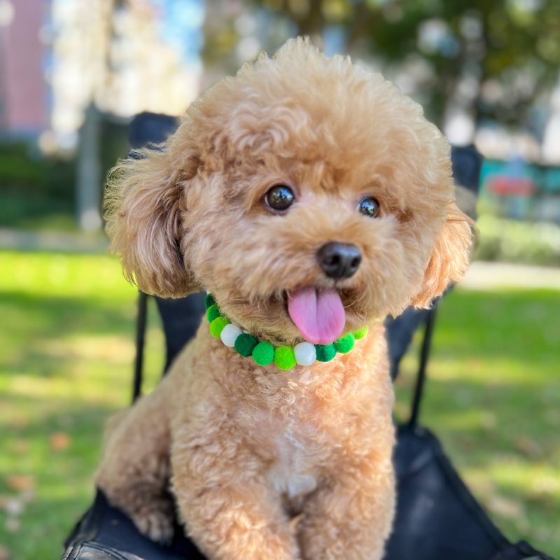 Cute Fabric Hairball Pet Collar