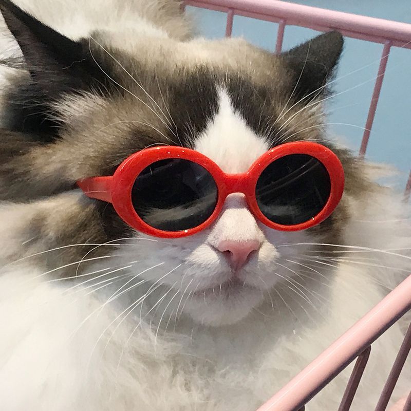 Cute Simple Style PC Sunglasses Pet Accessories